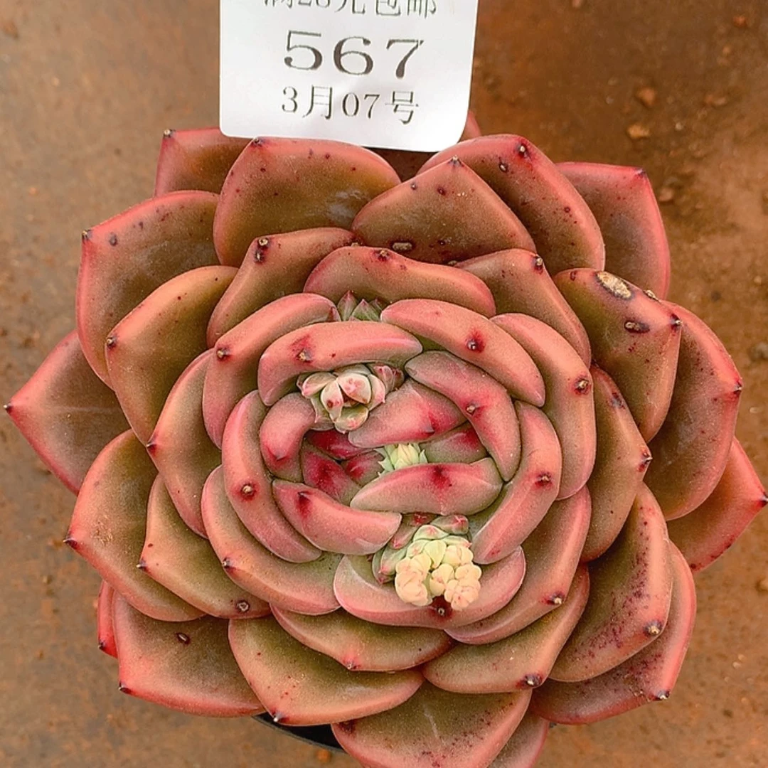 【闪购商品】云567