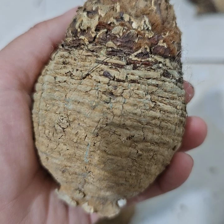 一物一拍，银叶多肉！！！