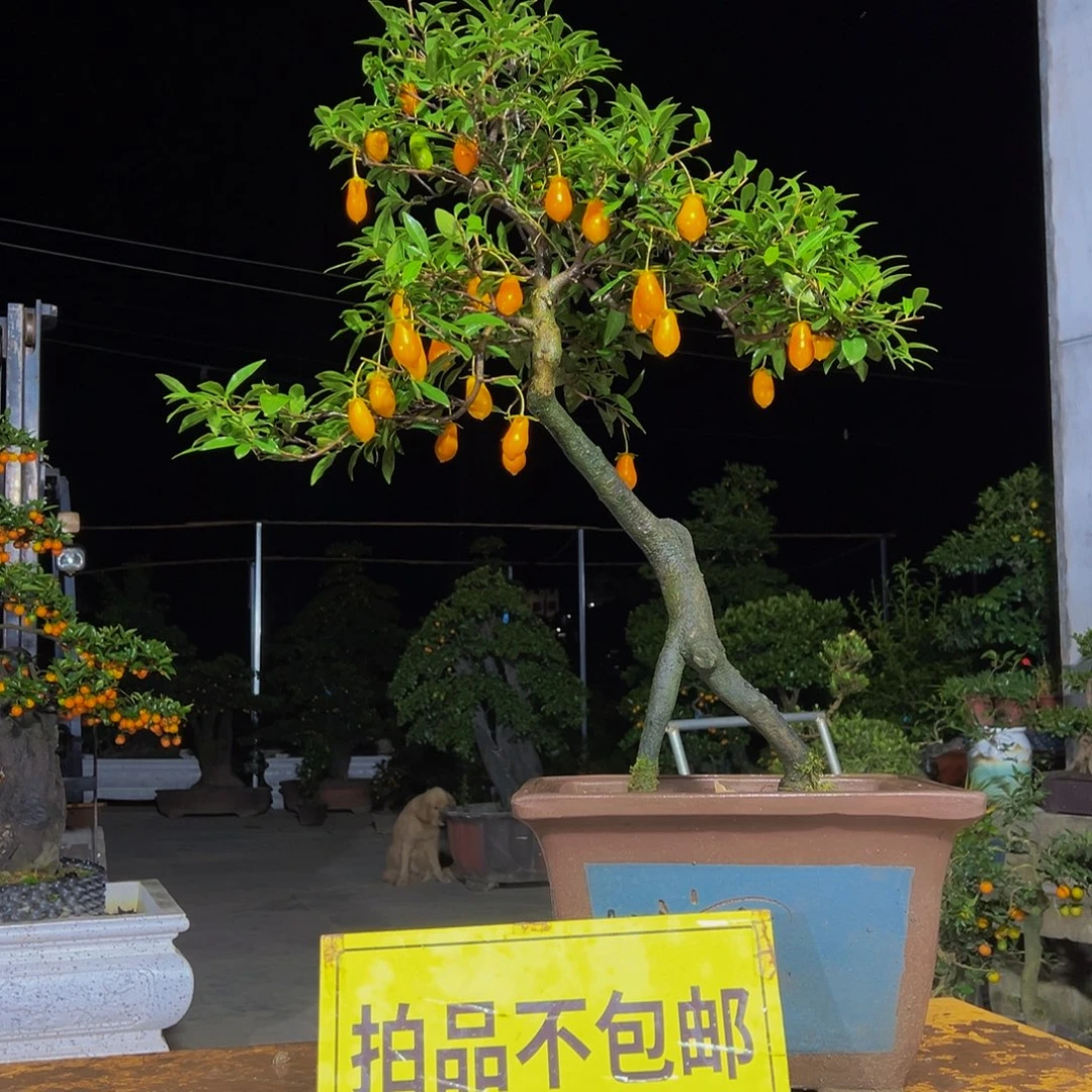 无花朵嫁接金弹子