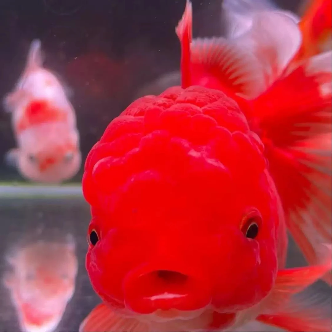 【超大尺寸国粹金鱼】12-15厘米1条纯种红国狮冷水观赏金鱼包邮