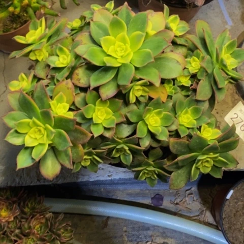 艳日辉多肉植物2767
