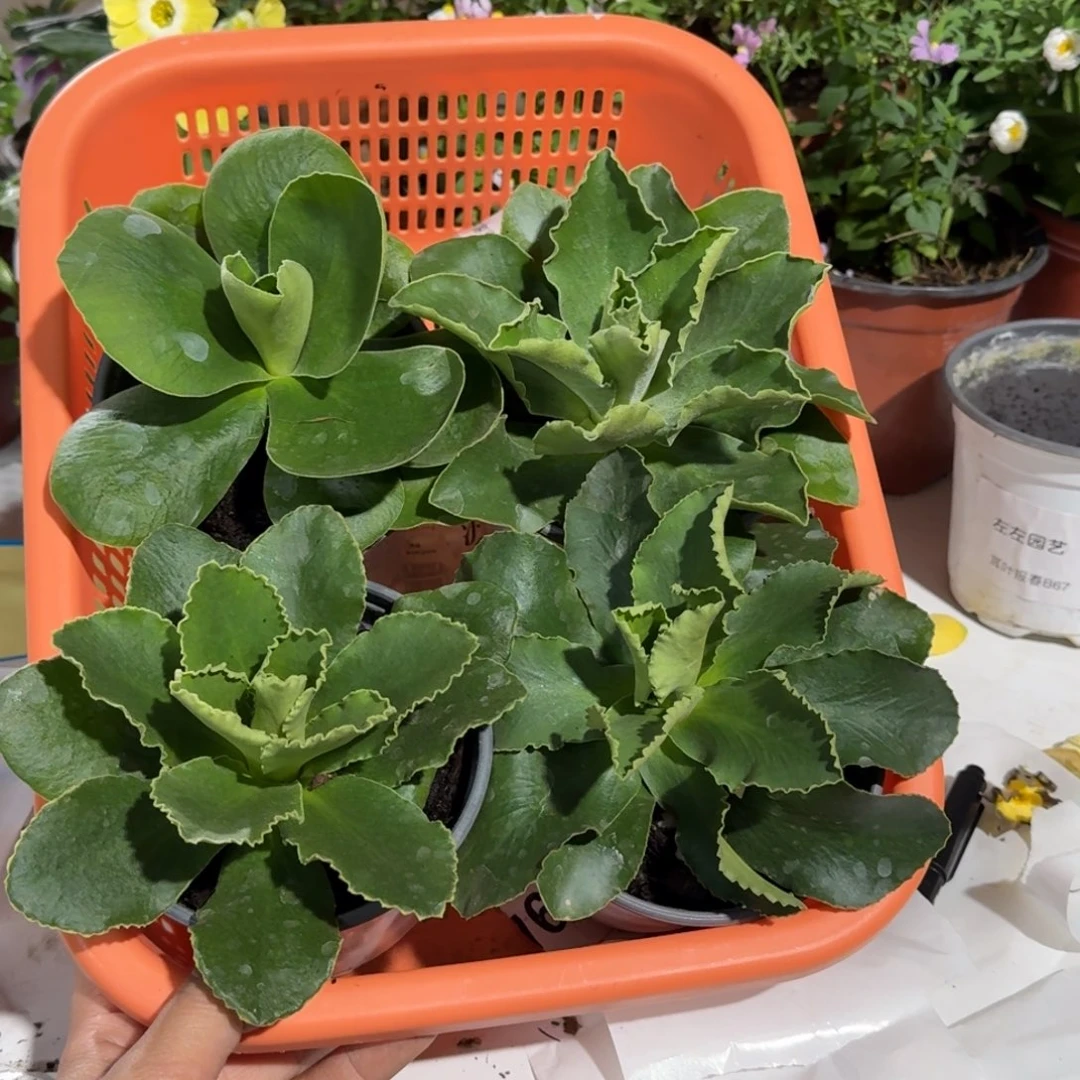 盲盒四盆耳叶报春不带花苞