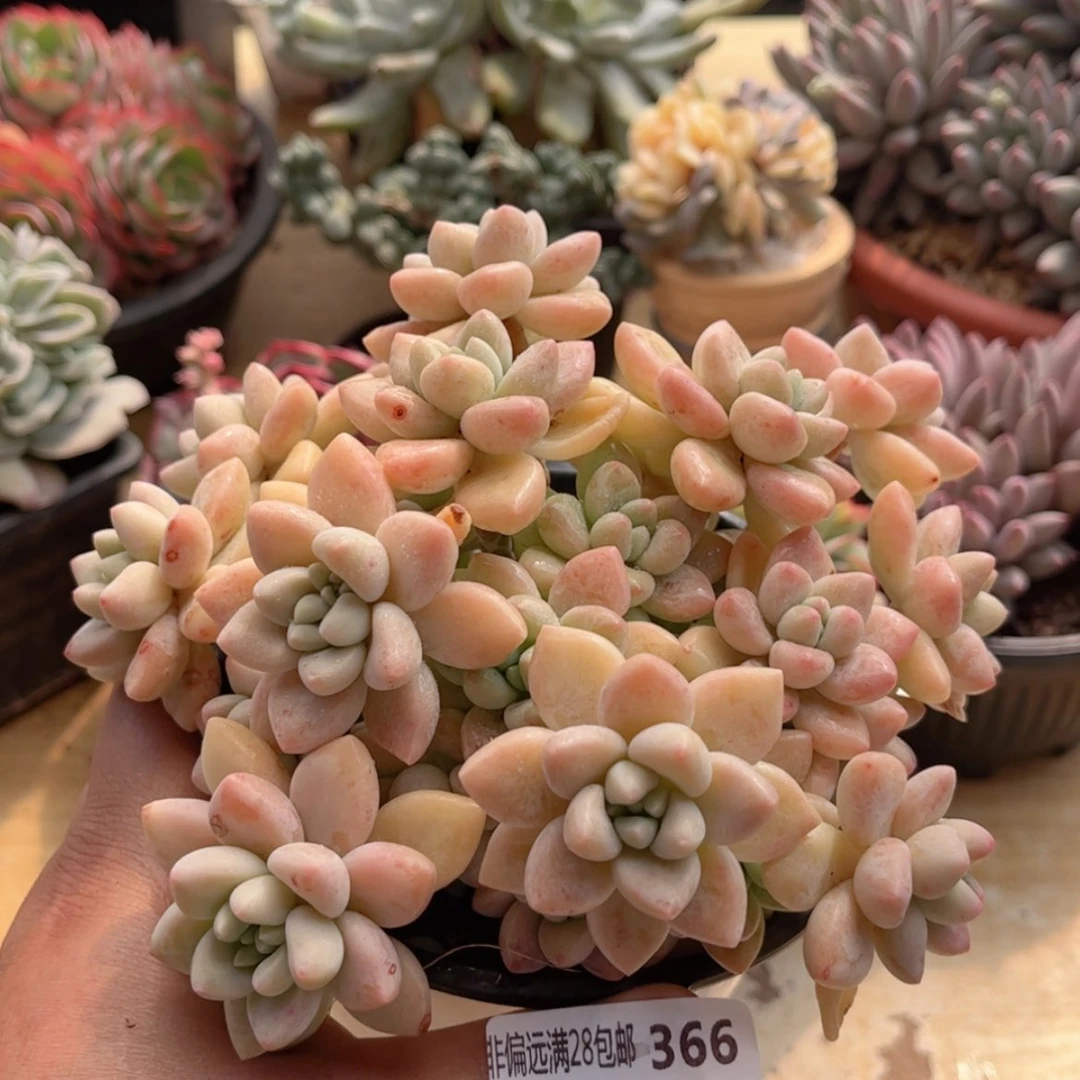 【闪购商品】366奶酪蛋糕