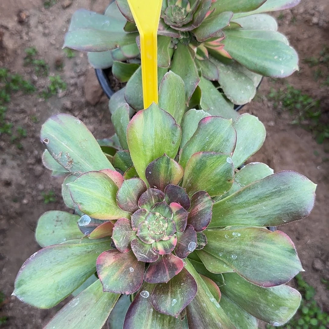 4238---多头多肉植物