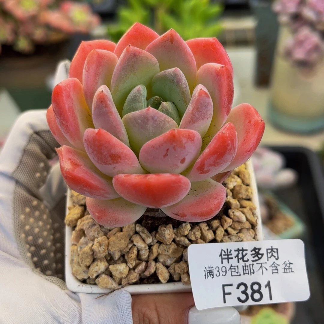 381-冰冰多肉5cm多肉