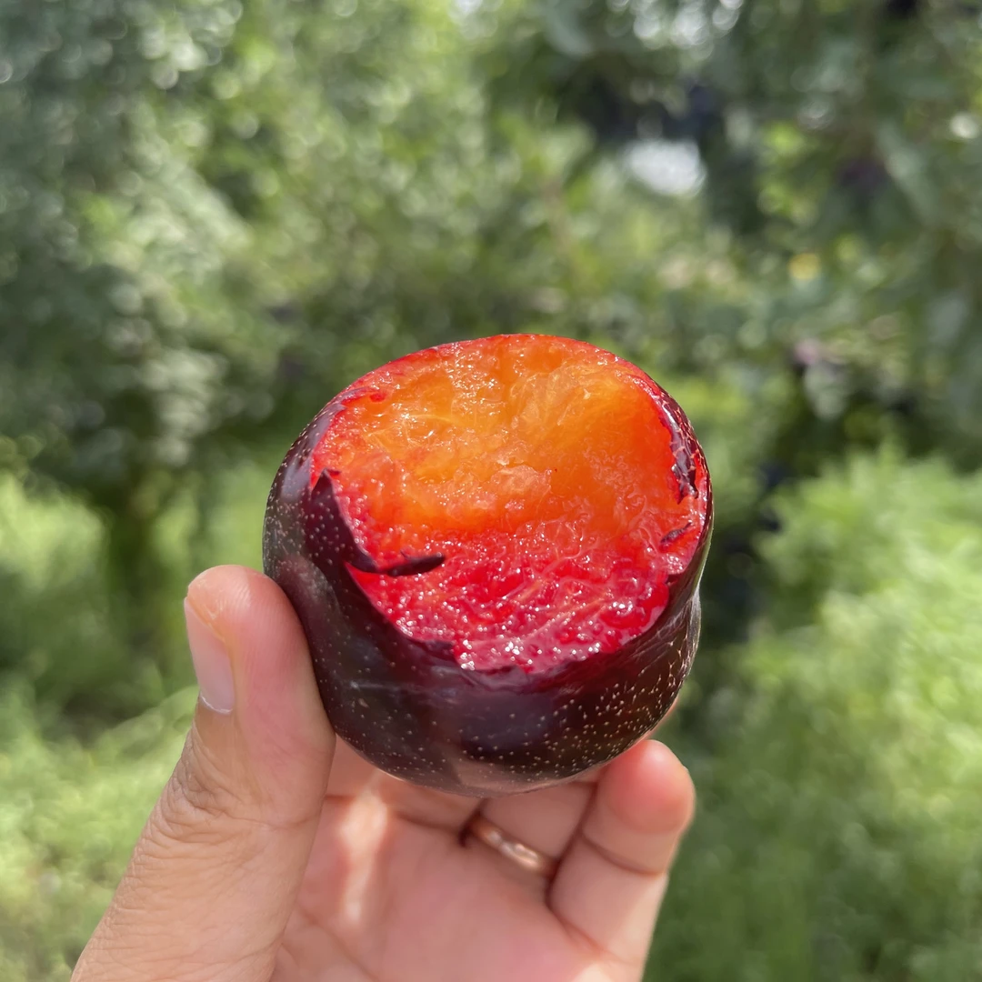 【浓香甜酸风味足】新疆黑桃李子放软更好吃皮薄多汁新鲜顺丰空运