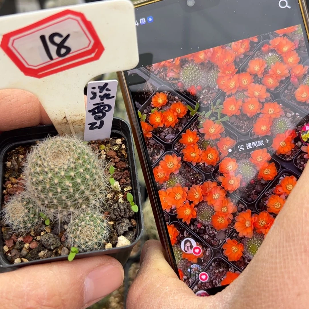 18淡雪21往事多肉园仙人球开花了