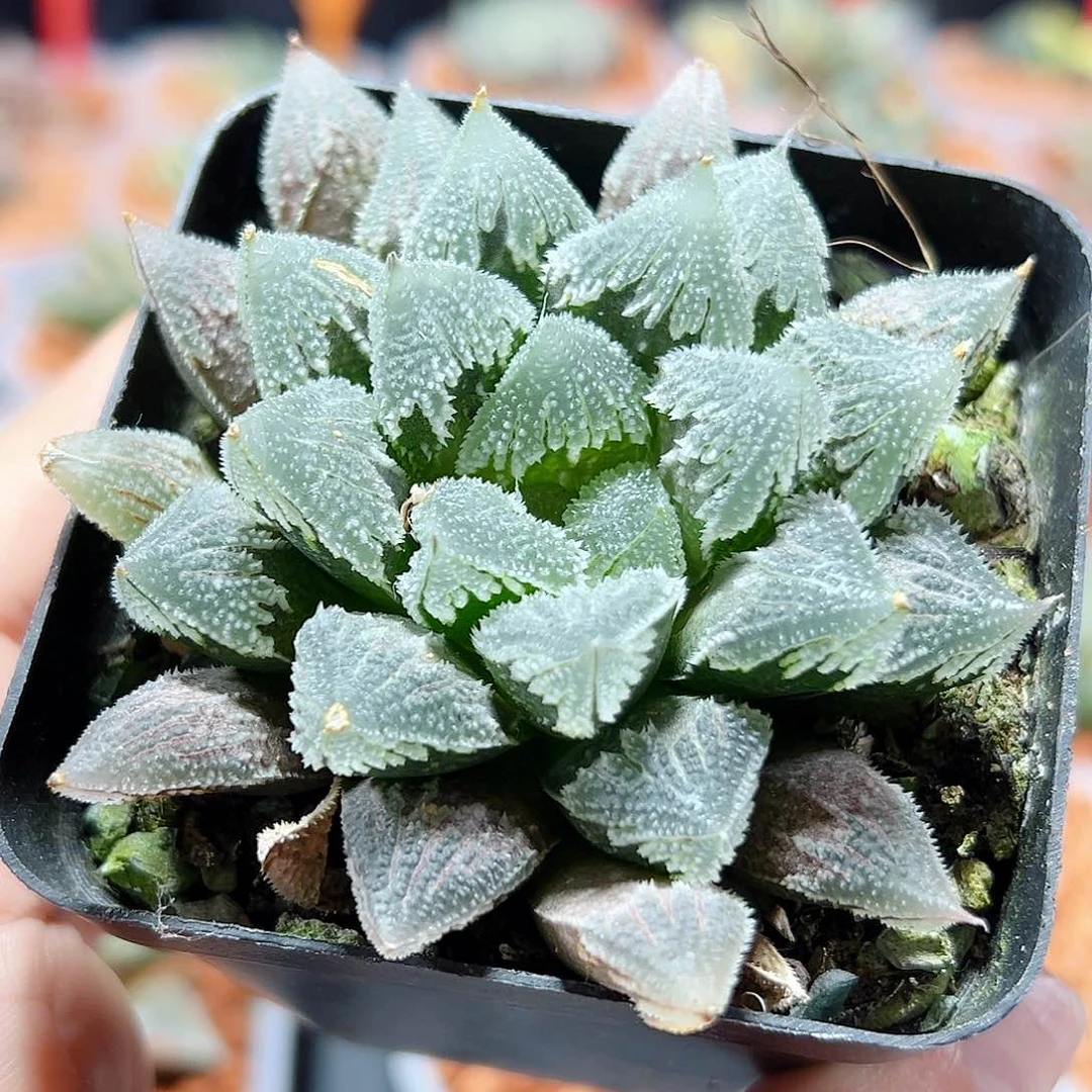 十二卷多肉白帝城