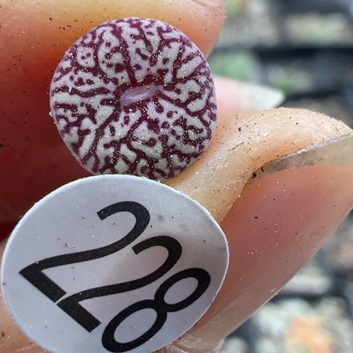 228号1111件11111111