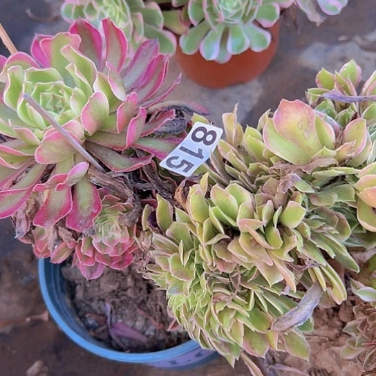 段***）多肉植物两个法师