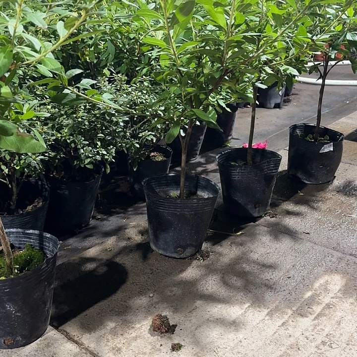 当前无花栽培后可以开花千重大紫