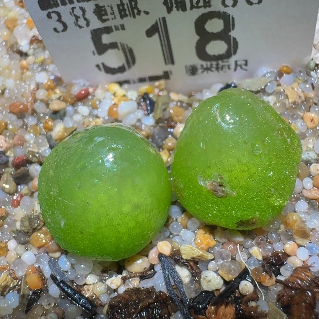 zzzzz精品生石花518