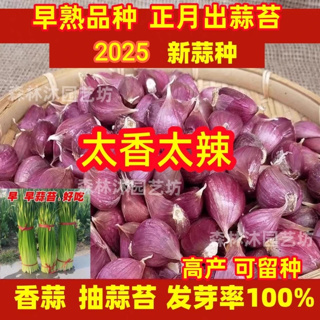 紫皮大蒜种子大蒜种农家土蒜蒜瓣宽叶早蒜红皮大蒜出蒜苔红根蒜苗