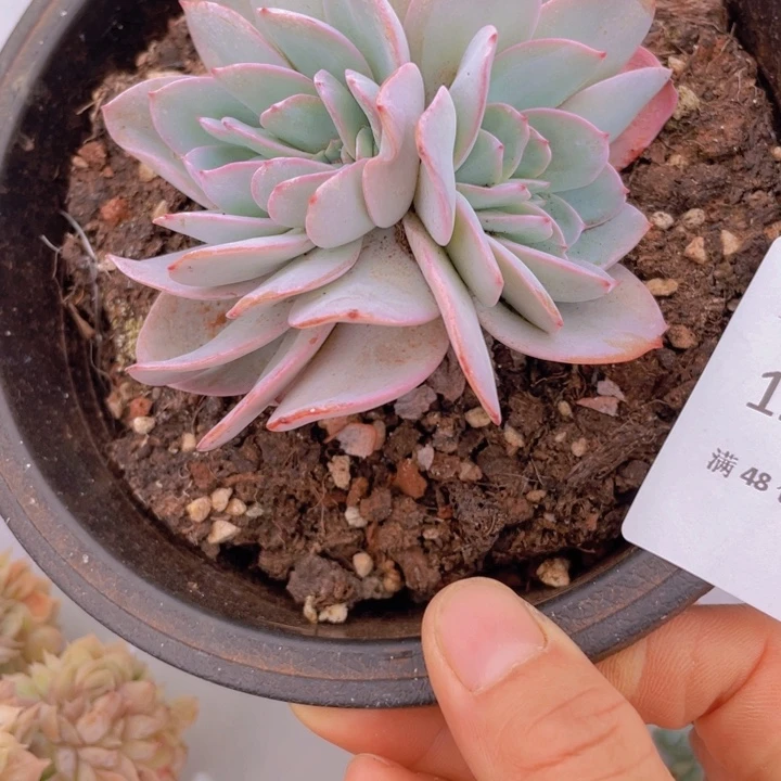 布鲁兰缀化多肉多肉247