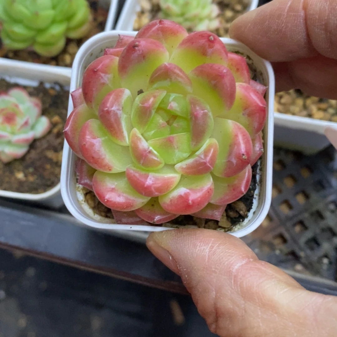 精品多肉一物一拍不包整291