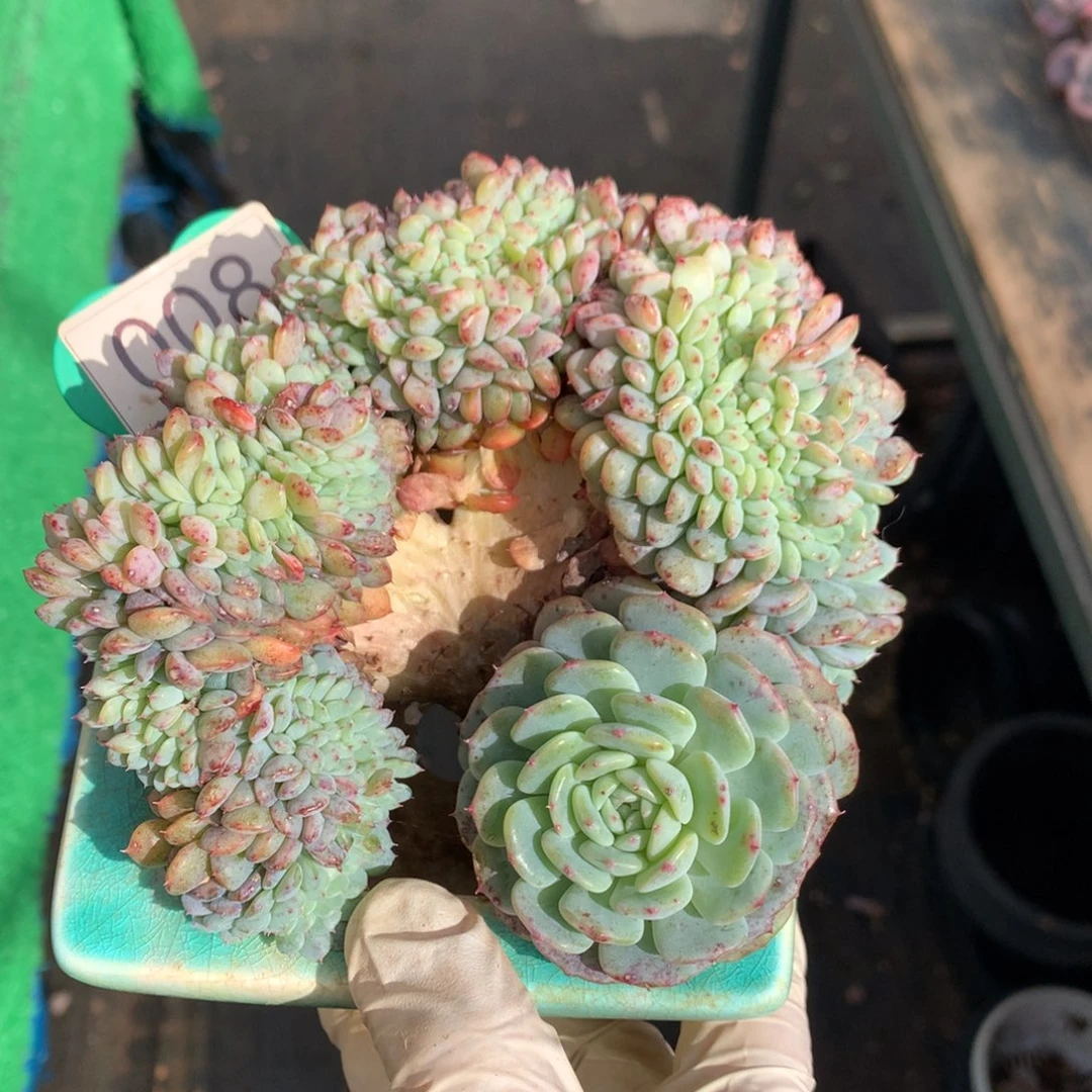 白胖子缀化一物一拍008