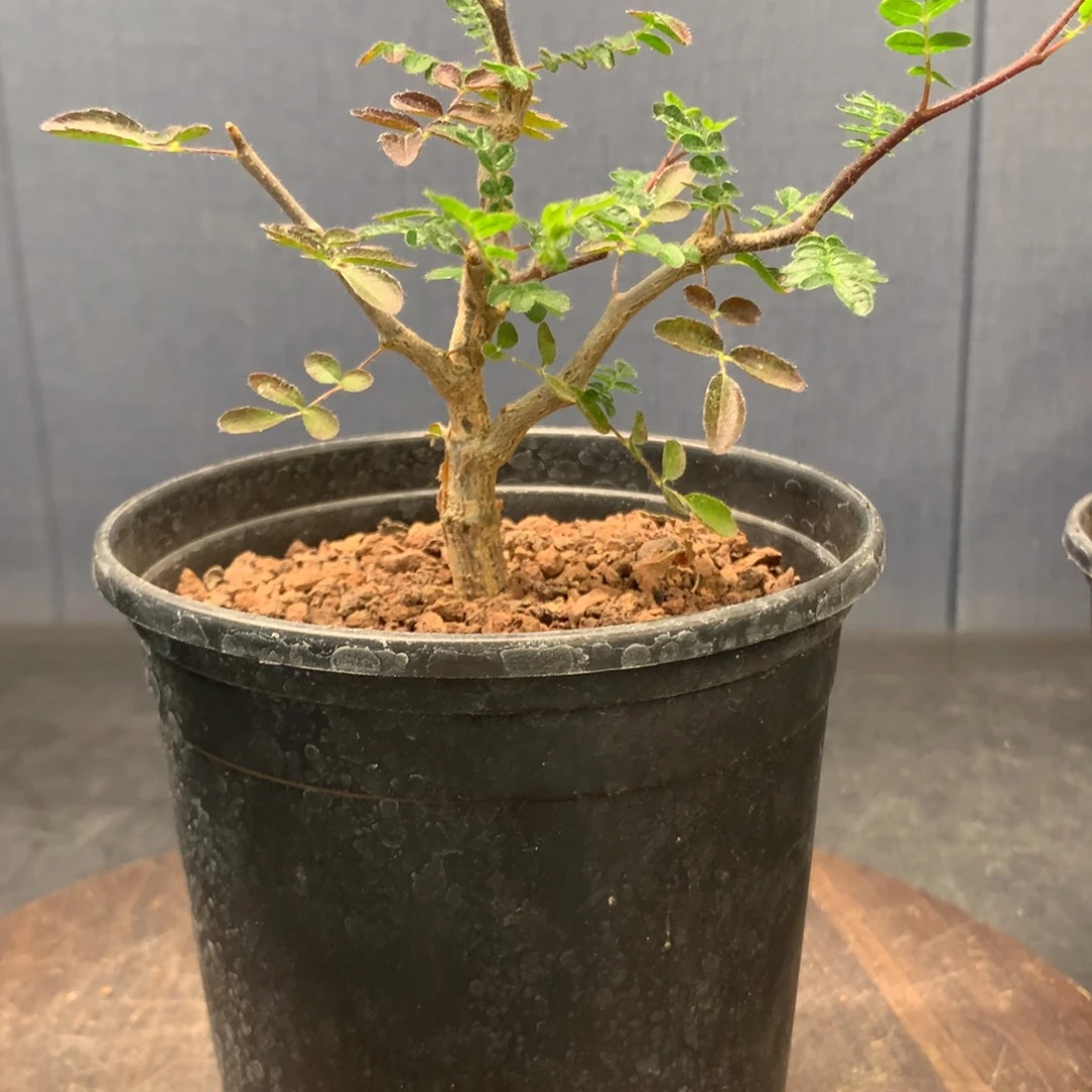 楷**益滔天橄榄实生实生