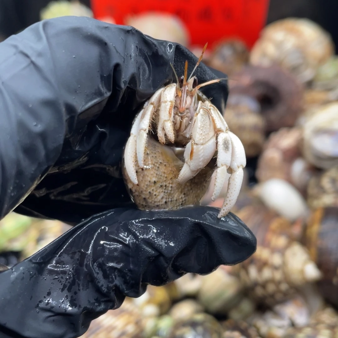 不退不换谢谢支持14