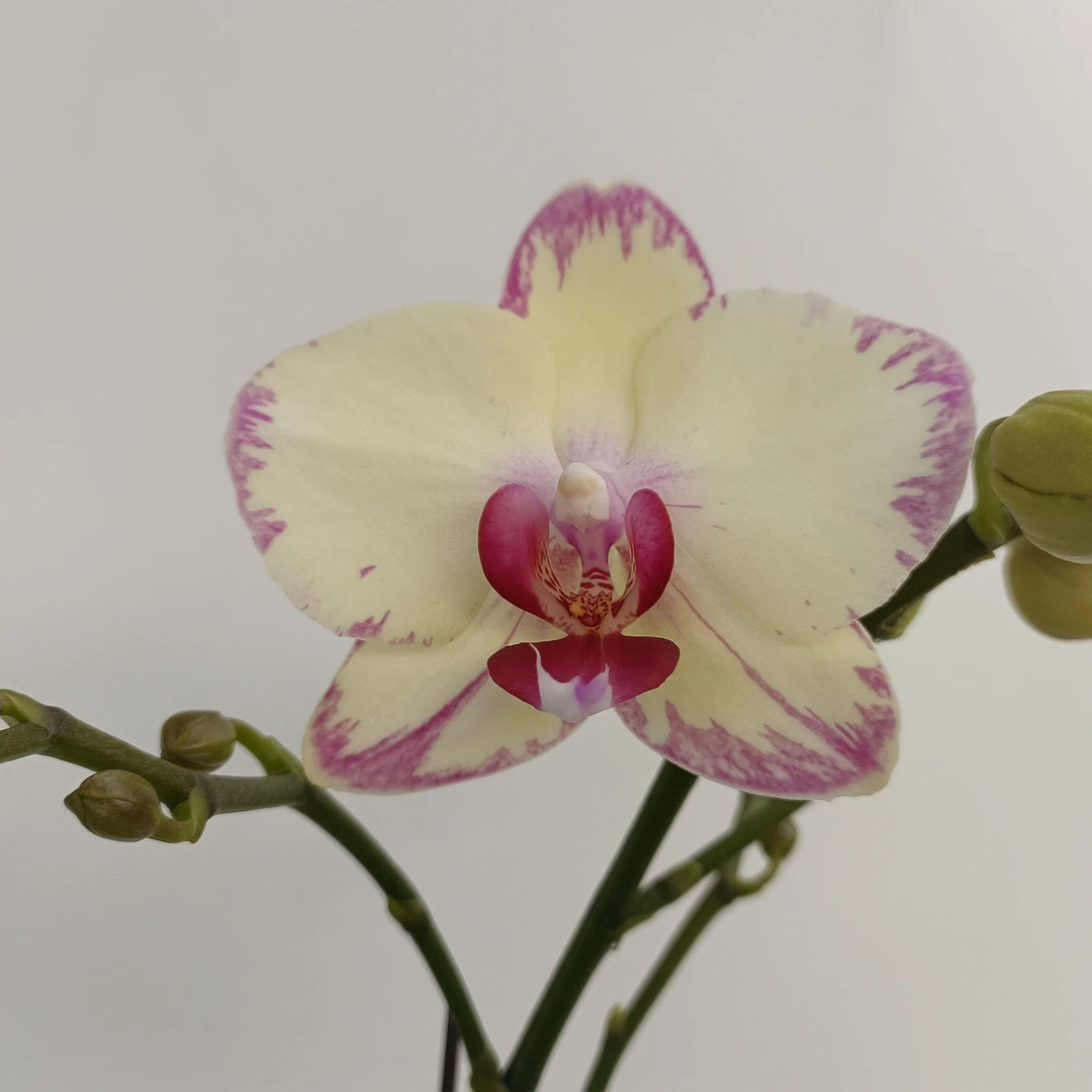 欢然花集蝴蝶兰绿闪电