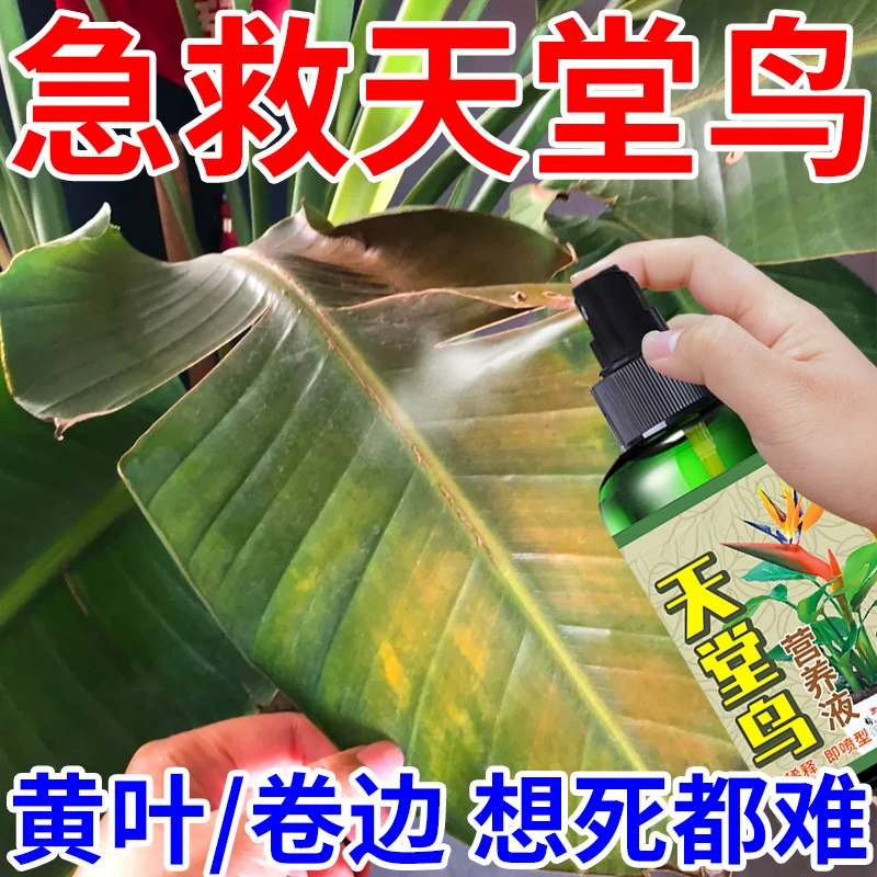 天堂鸟专用肥冶鹤望兰黄叶卷边严重急救免稀释营养液花卉通用肥料