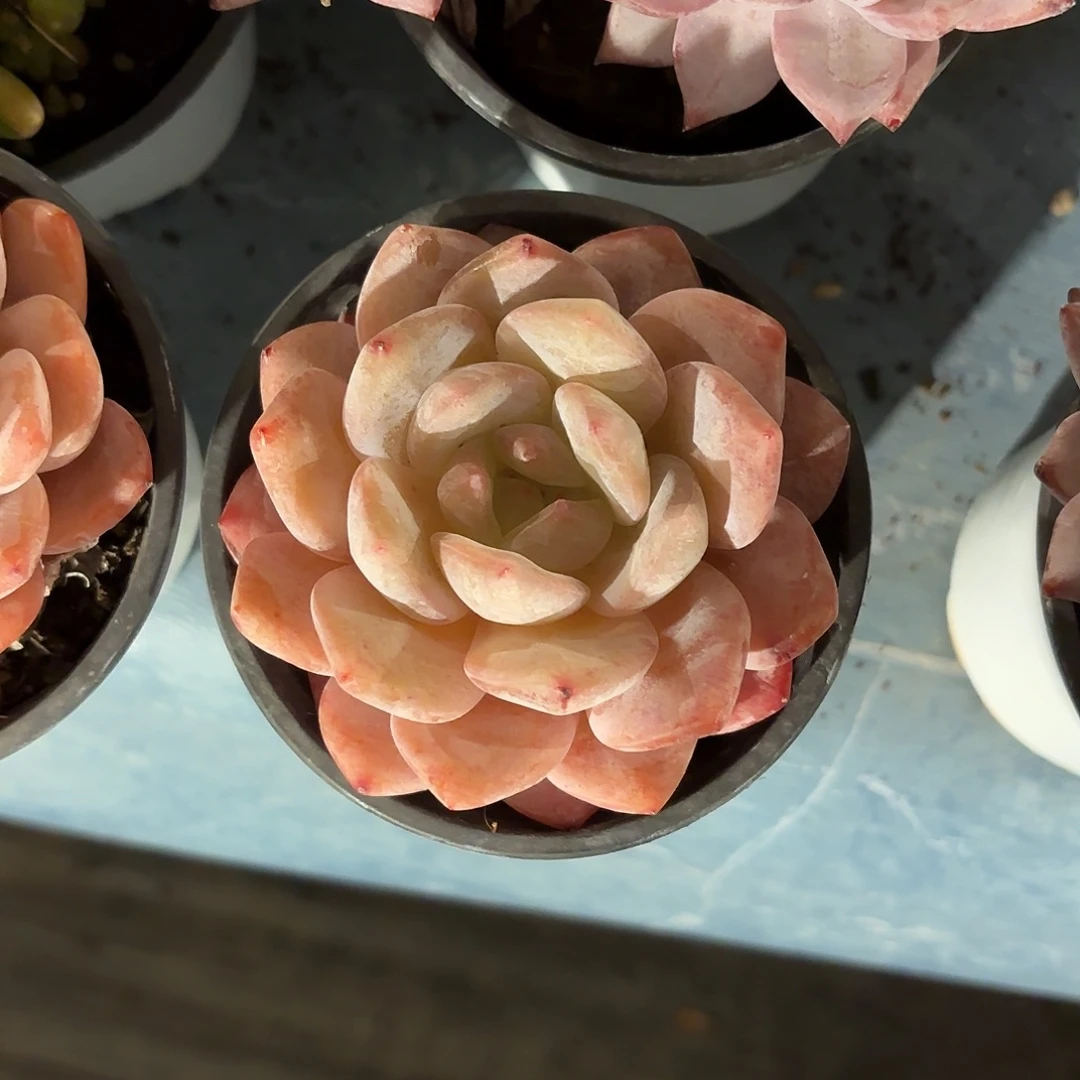 多肉植物啦啦啦啦