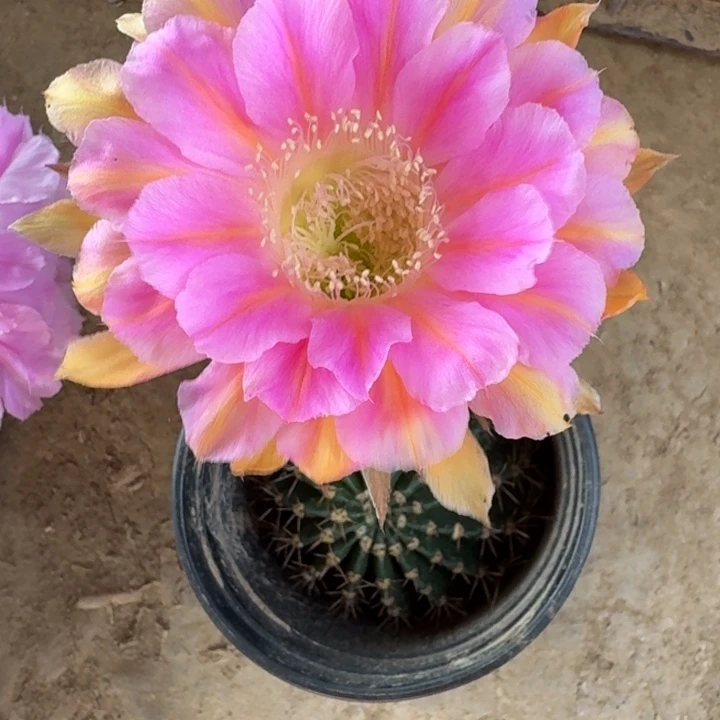 316彩草54歪4公分左右无根侧牙，20包邮