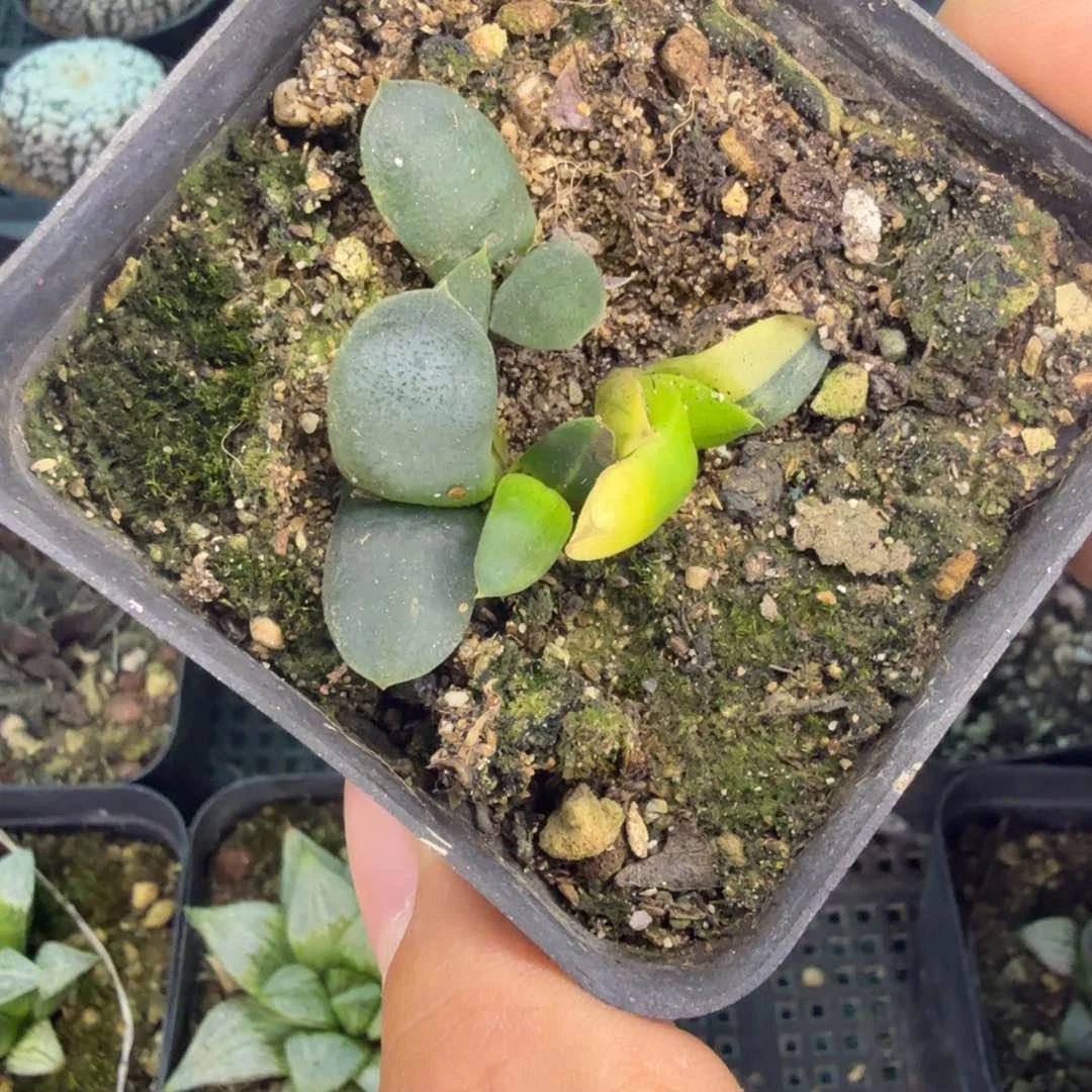 无*多肉植物多肉植物