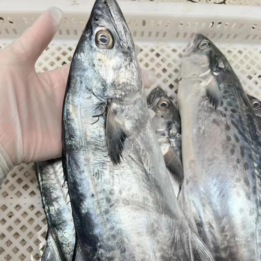 湛江新鲜白腹马胶 扁鲛鱼 肉质超嫩 顺丰包邮