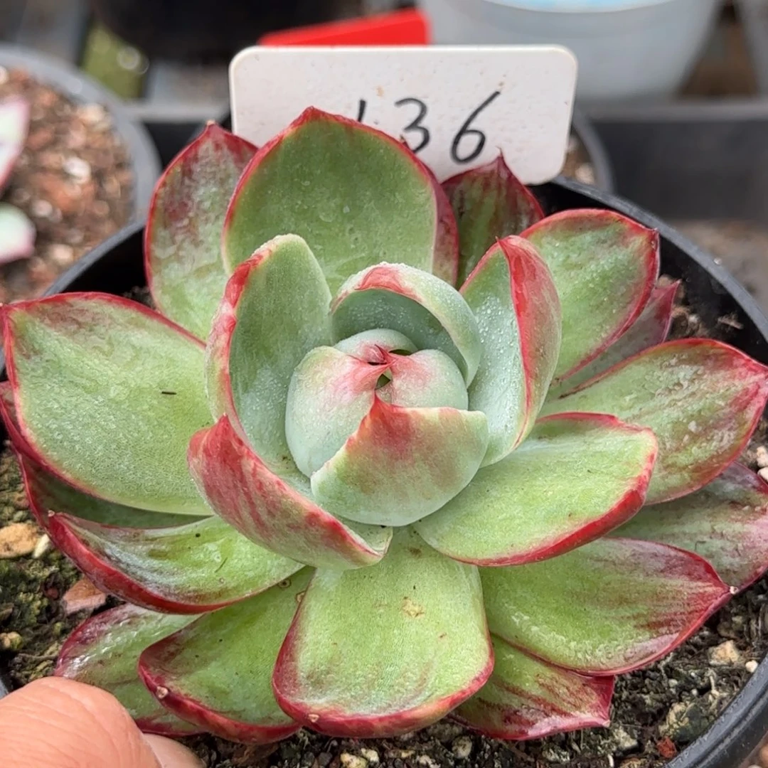 惊鸿一物一拍包装收缩花旱136