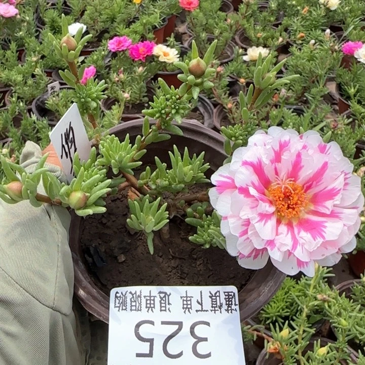 全部花朵325小苗盆口10cm