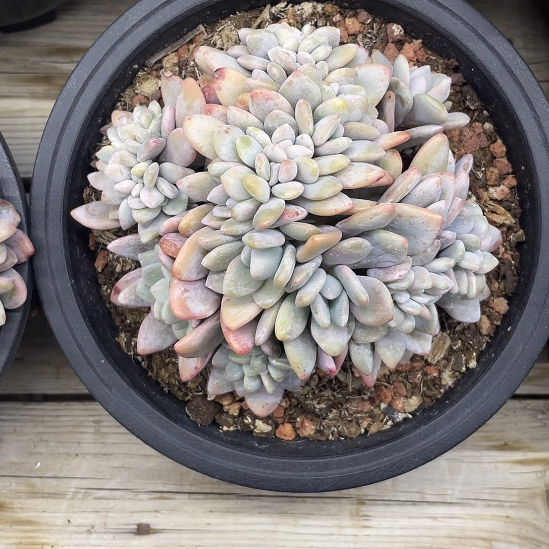 粉兔满天星朵朵缀