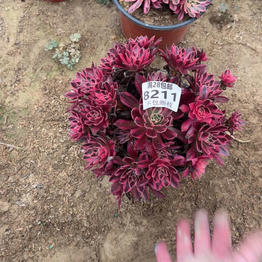 R. 8211凤凰超白多肉，ba