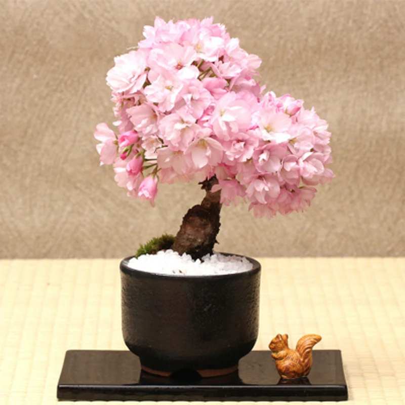 樱花苗南方北方庭院种植花卉植物盆栽樱花树苗当年开花樱花 盆景