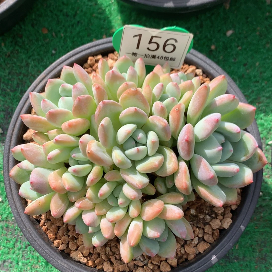 大叶望舒老桩平头156
