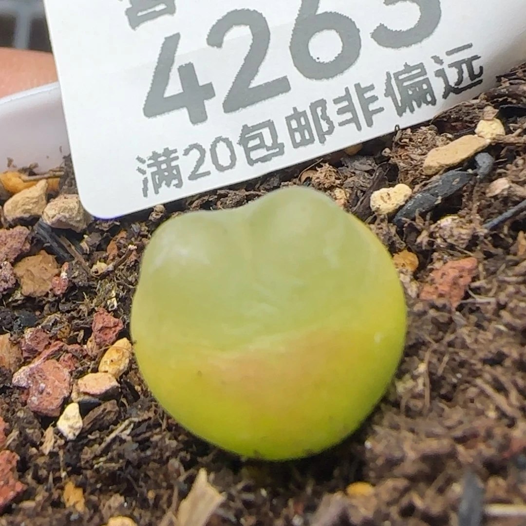 拉登1.2➕脱土1200。