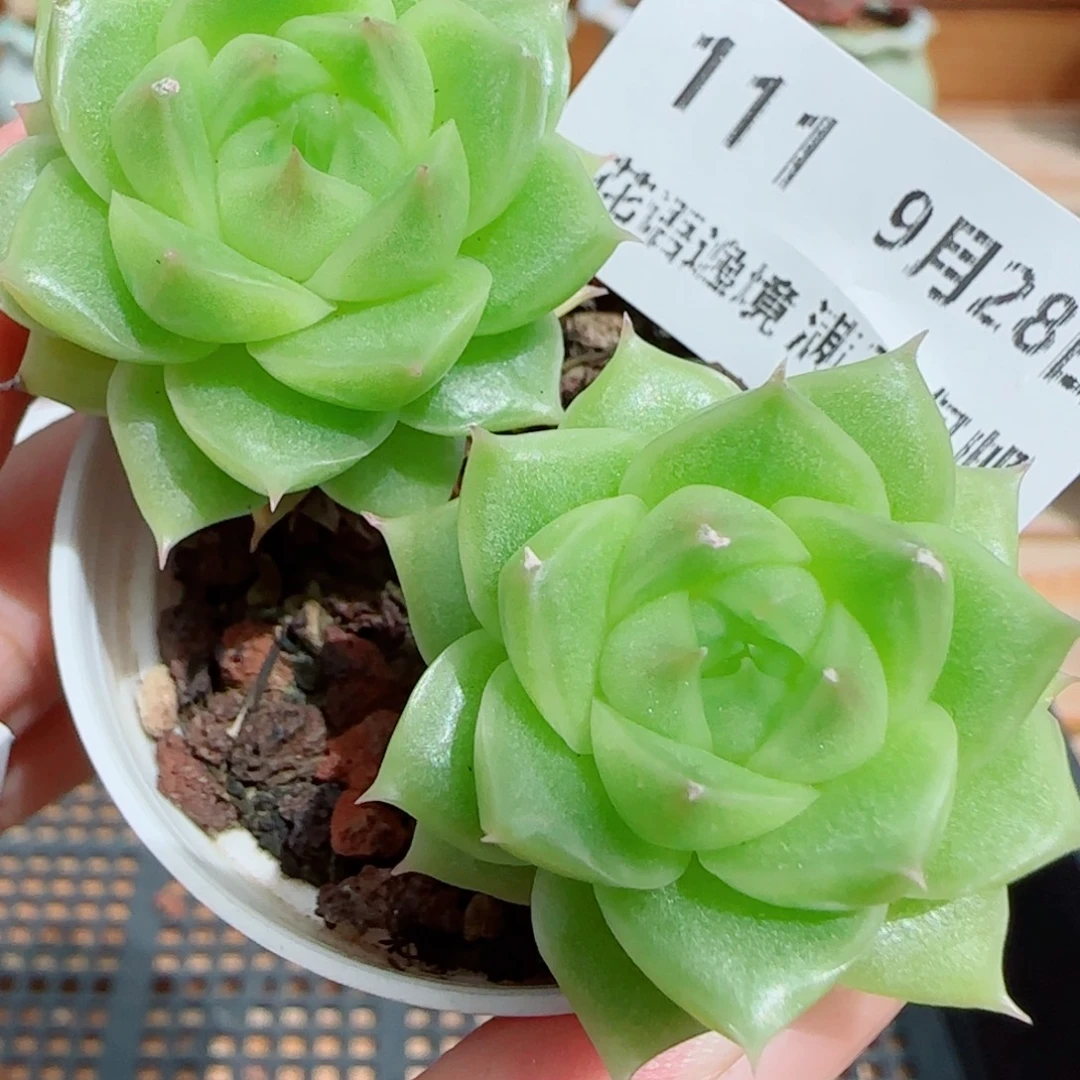 花语逸镜0928-111麦秆散