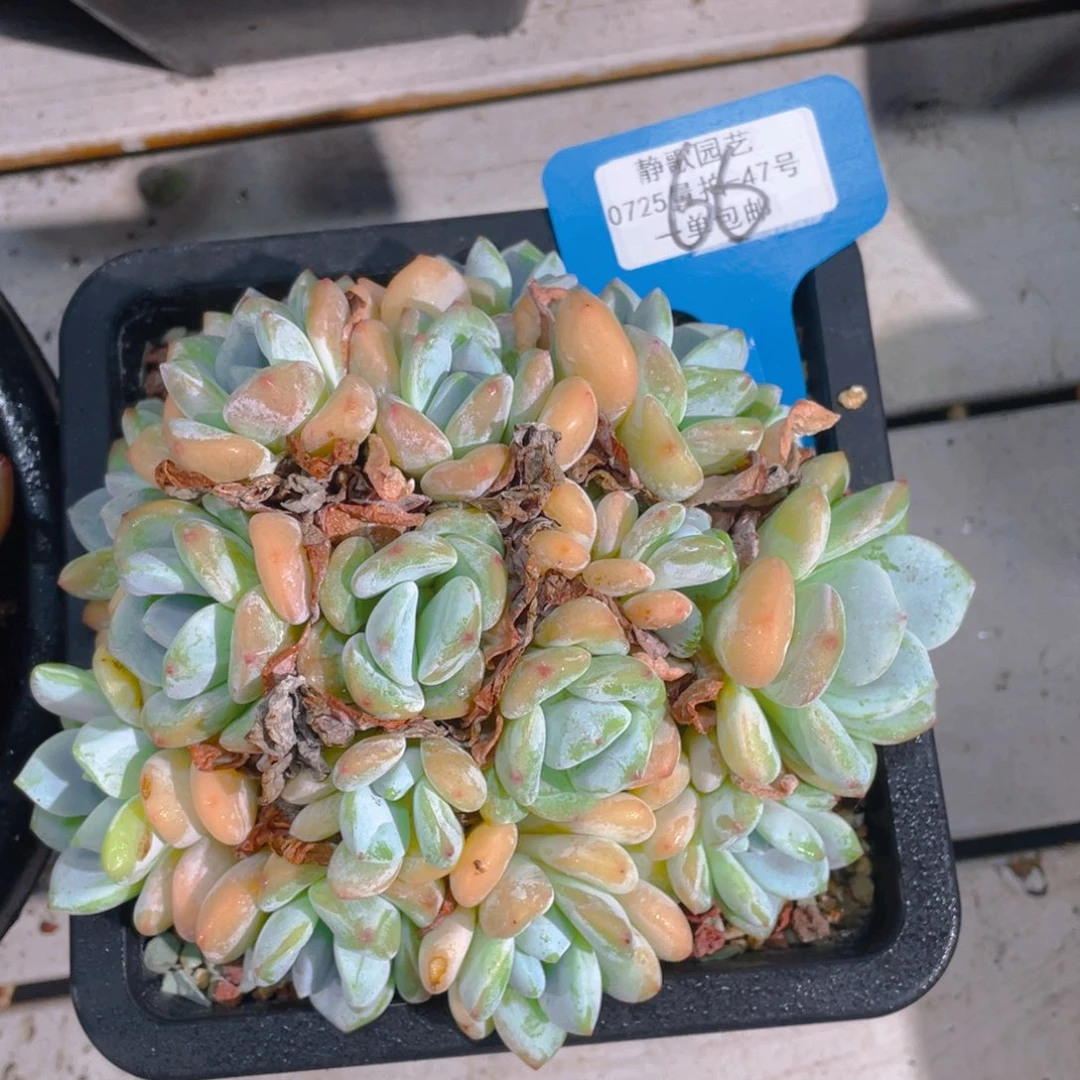 0726-66-老桩奶油冷香福利一颗