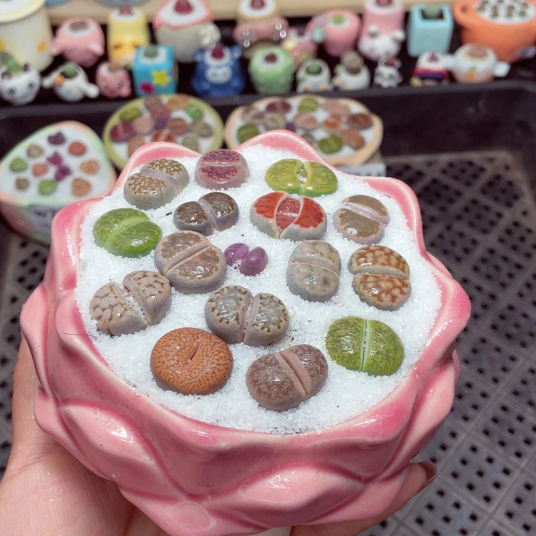 w7845 -零下地区拍保温箱-15支持寄养