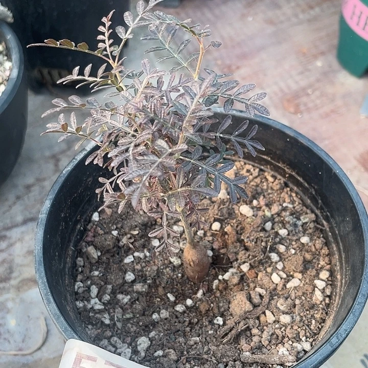 575织冠漆树块根，