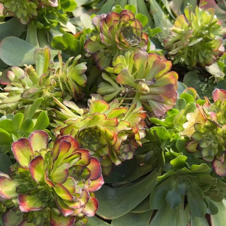 海王七彩龙鳞嫁接捧花