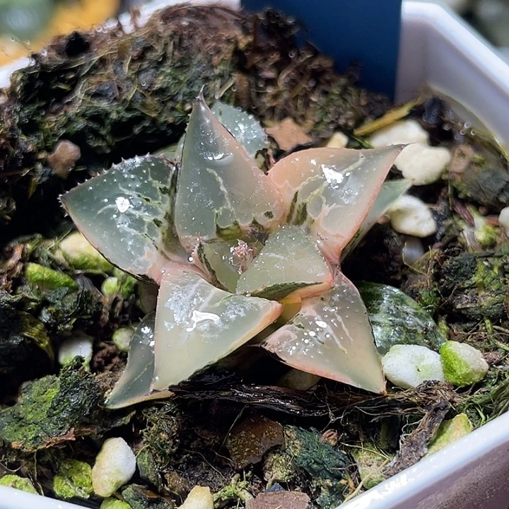 566超锦酒吞锦特选福利