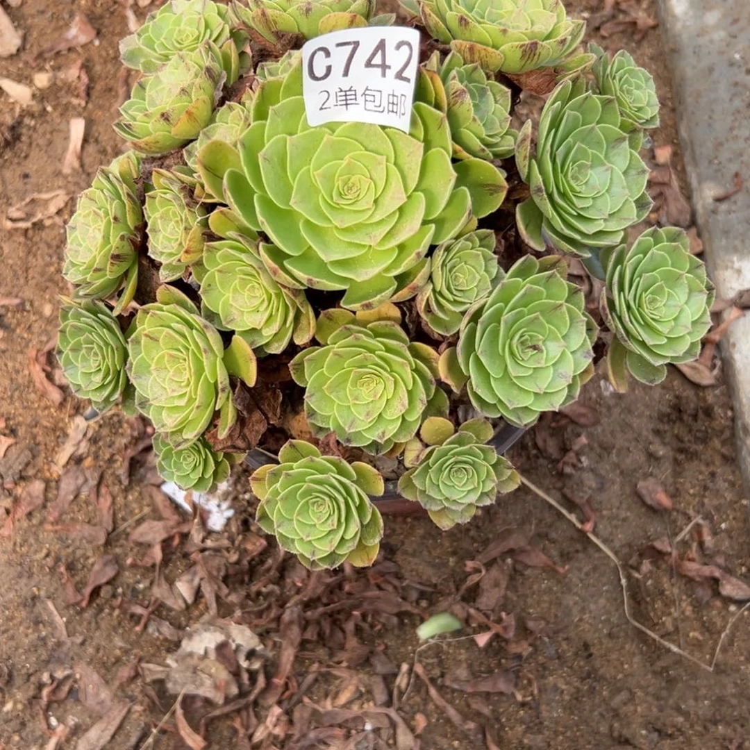 742多肉   万拉丝 不包断头