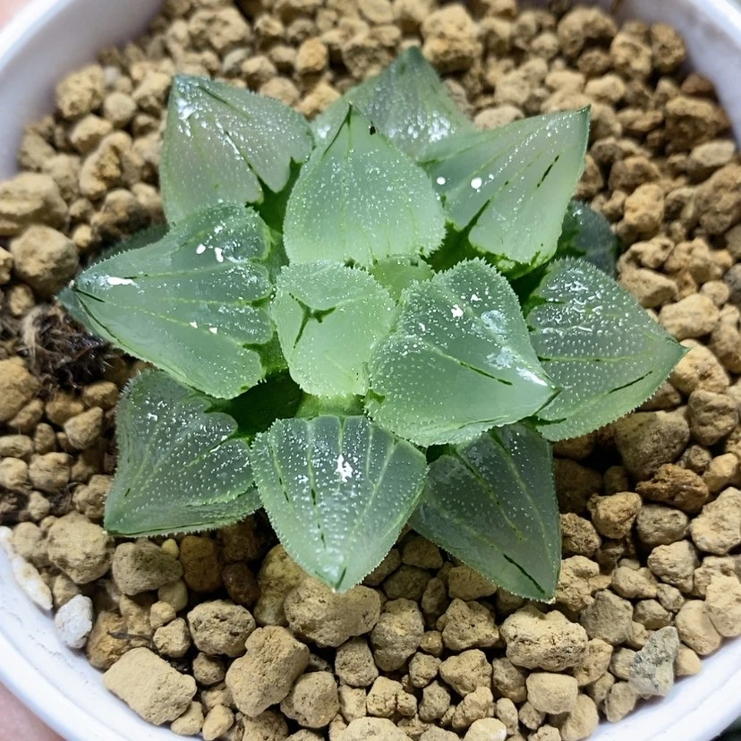 【闪购商品】57冰城实生