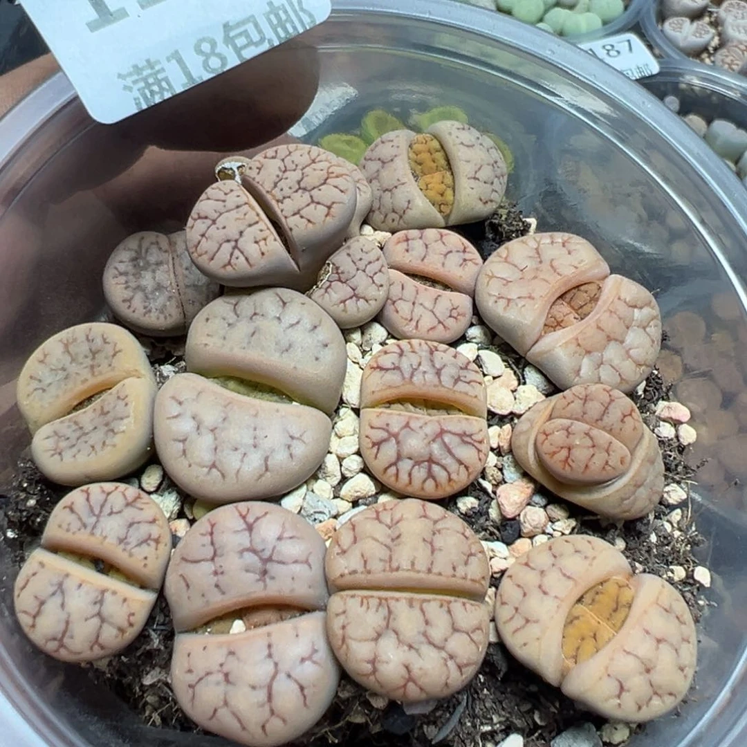 【闪购商品】 1188。