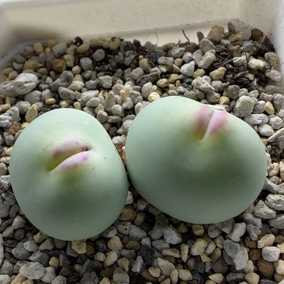 春***你9-16当天满38包邮大型特选紫皮嘟嘟嘴单头2.3cm