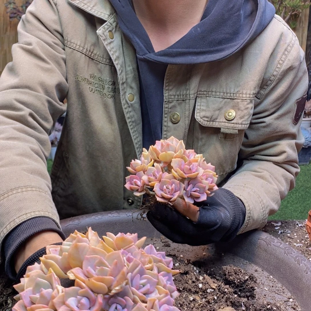 N***HF13号彩虹糖老桩