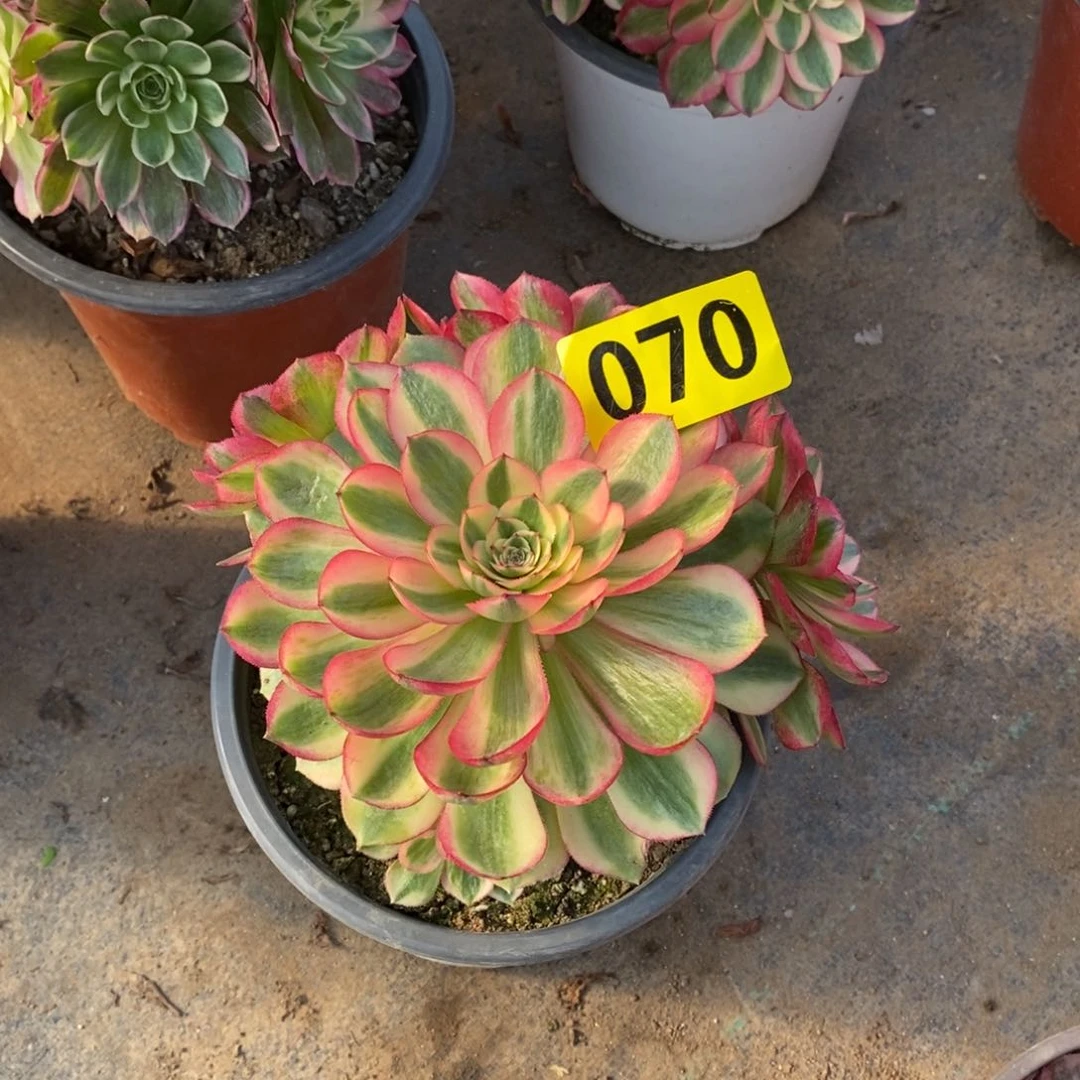 青城多肉法师070