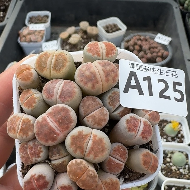 125多肉植物多肉植物