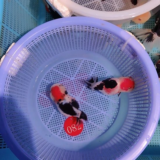 金鱼082兰寿两只特价顺丰包邮