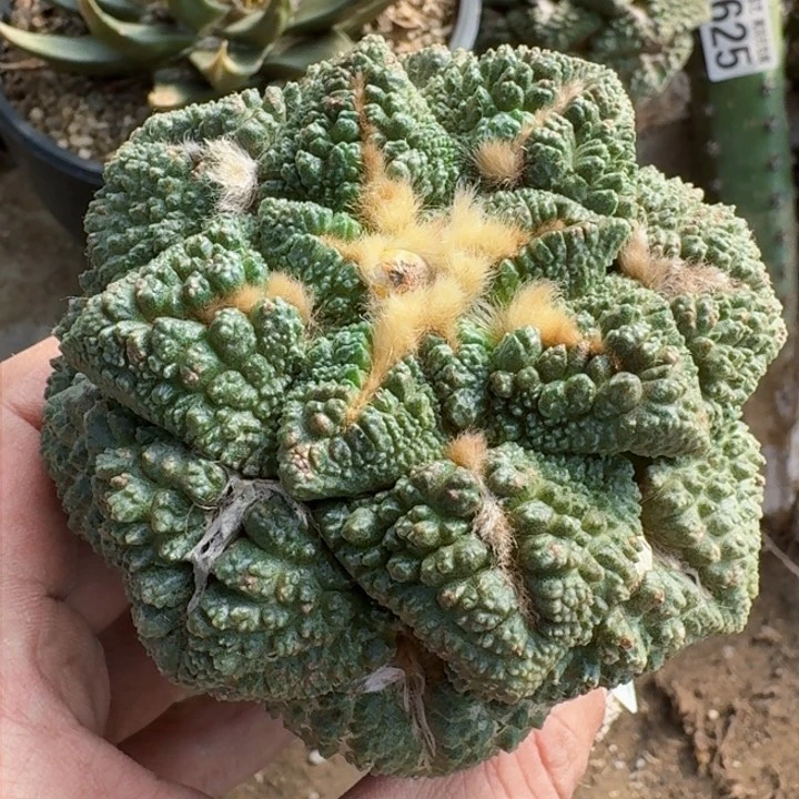 福利苗接大龟甲0642